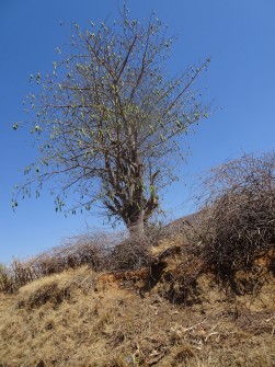 DSC07963