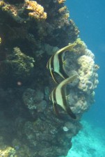 filename-angel-fish-jpg